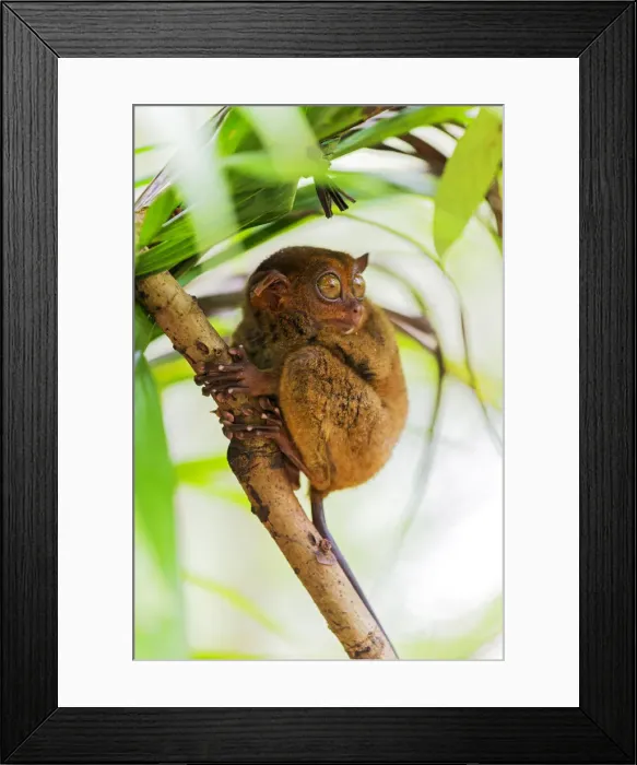 Framed Print : Asia, South East Asia, Philippines, Central Visayas, Bohol, Loboc Framed Print : Asia, South East Asia, Philippines, Central Visayas, Bohol, Loboc