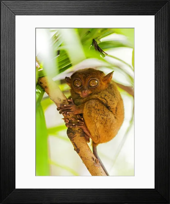 Framed Print : Asia, South East Asia, Philippines, Central Visayas, Bohol, Loboc Framed Print : Asia, South East Asia, Philippines, Central Visayas, Bohol, Loboc