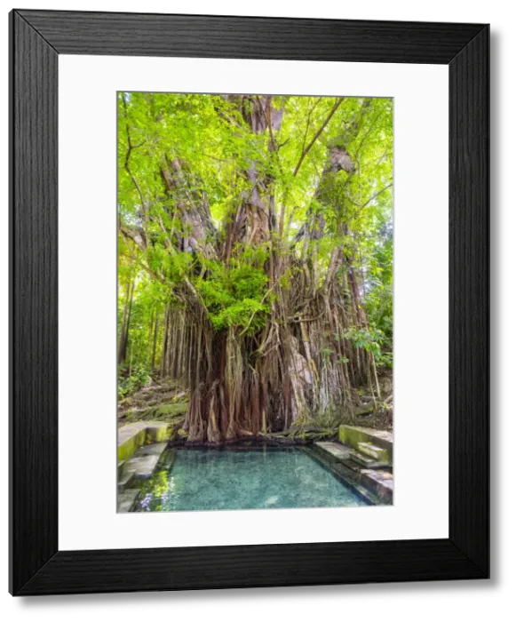 Framed Print : A 400-plus year old balete tree with a freshwater spring flowing from its base, Lazi Framed Print : A 400-plus year old balete tree with a freshwater spring flowing from its base, Lazi