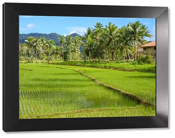 Lush green rice fields, Bilar, Bohol, Central Visayas, Philippines