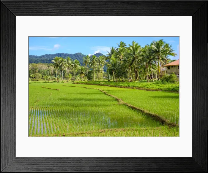 Framed Print : Lush green rice fields, Bilar, Bohol, Central Visayas, Philippines Framed Print : Lush green rice fields, Bilar, Bohol, Central Visayas, Philippines