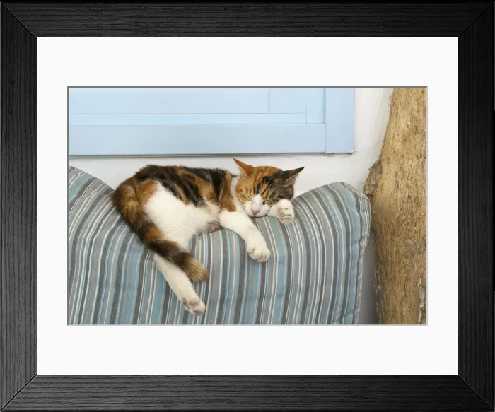Framed Print : Sleeping cat, Mykonos-Town, Mykonos, Cyclades, Greece Framed Print : Sleeping cat, Mykonos-Town, Mykonos, Cyclades, Greece