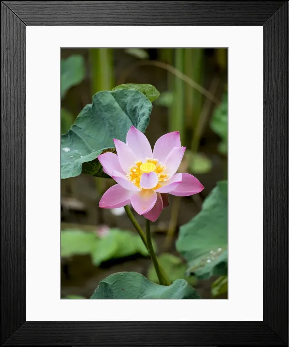 Framed Print : Asia, South East Asia, Indonesia, Indian or Sacred Lotus flower (Nelumbo nucifera) Framed Print : Asia, South East Asia, Indonesia, Indian or Sacred Lotus flower (Nelumbo nucifera)
