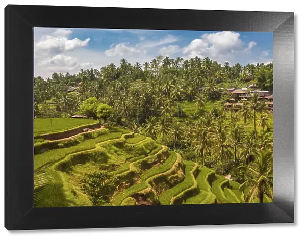 Bali, Indonesia, South East Asia. The paddy fields at the Tegalalang Rice Terrace