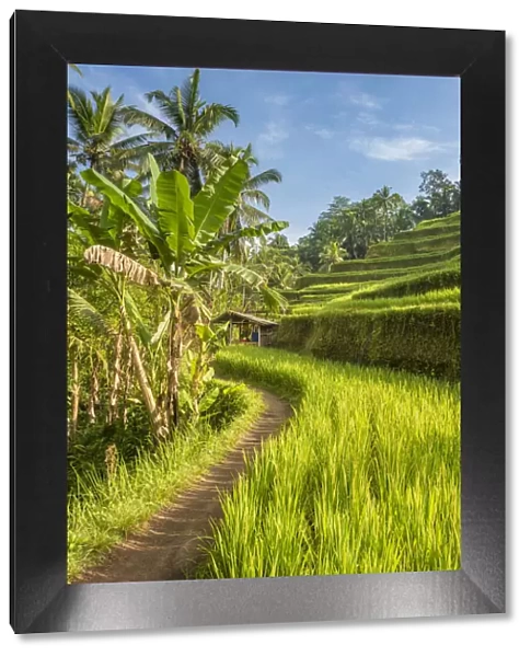Bali, Indonesia, South East Asia. The paddy fields at the Tegalalang Rice Terrace