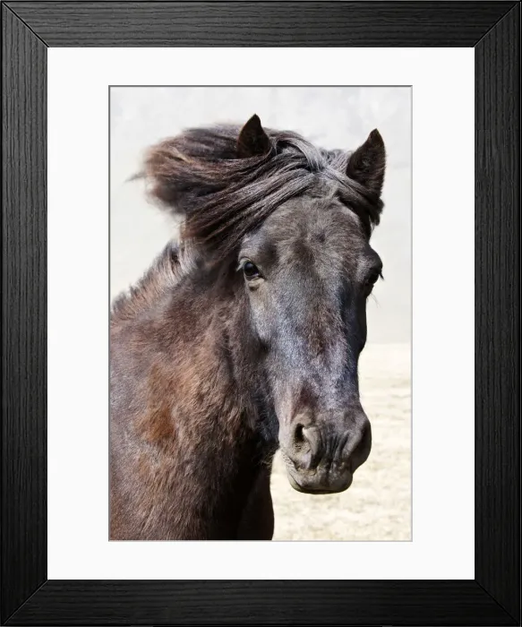 Framed Print : Icelandic horse, Iceland Framed Print : Icelandic horse, Iceland