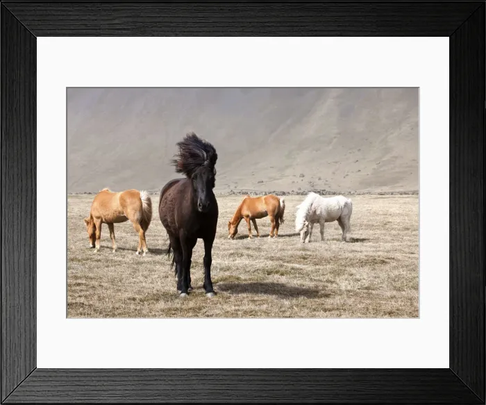 Framed Print : Icelandic horses, Iceland Framed Print : Icelandic horses, Iceland