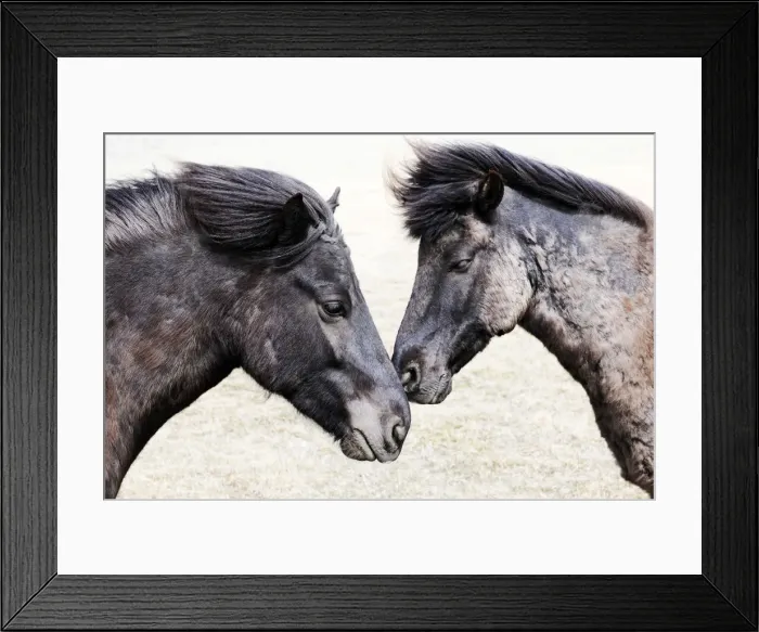Framed Print : Icelandic horses, Iceland Framed Print : Icelandic horses, Iceland