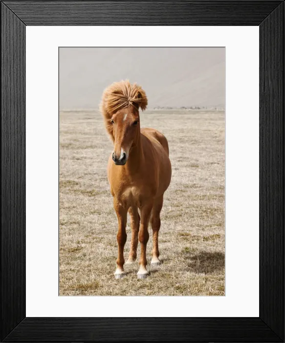 Framed Print : Icelandic horse, Iceland Framed Print : Icelandic horse, Iceland