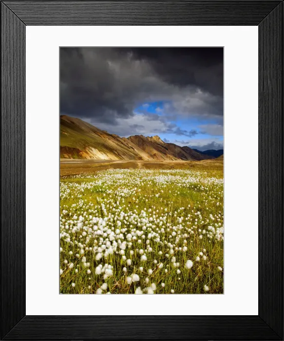 Framed Print : Cotton Grass, Landmannalaugar, Iceland Framed Print : Cotton Grass, Landmannalaugar, Iceland