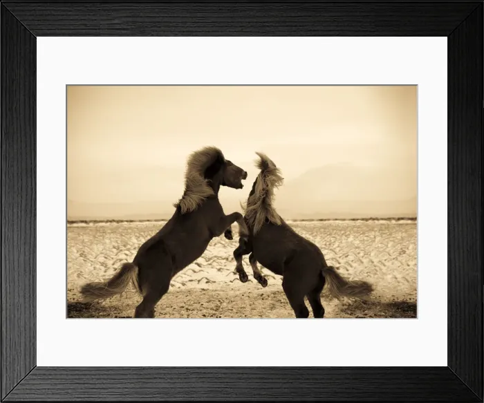 Framed Print : Iclandic Ponies Playing, Iceland Framed Print : Iclandic Ponies Playing, Iceland