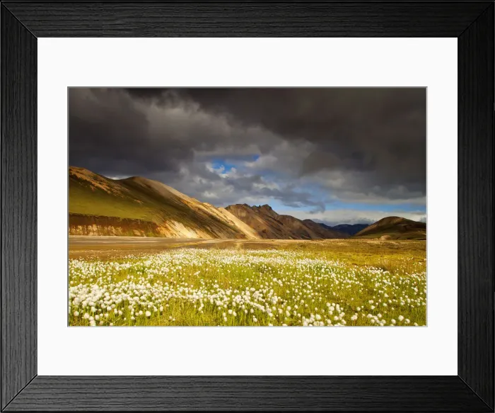Framed Print : Cotton Grass, Landmannalaugar, Iceland Framed Print : Cotton Grass, Landmannalaugar, Iceland