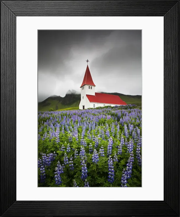 Framed Print : Church in Wild Lupins, Vik, Iceland Framed Print : Church in Wild Lupins, Vik, Iceland