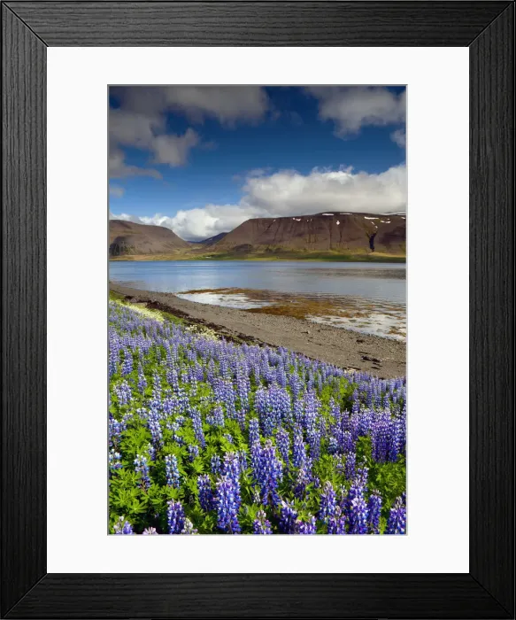Framed Print : Wild Lupins along Fjord, Sudureyri, Iceland Framed Print : Wild Lupins along Fjord, Sudureyri, Iceland