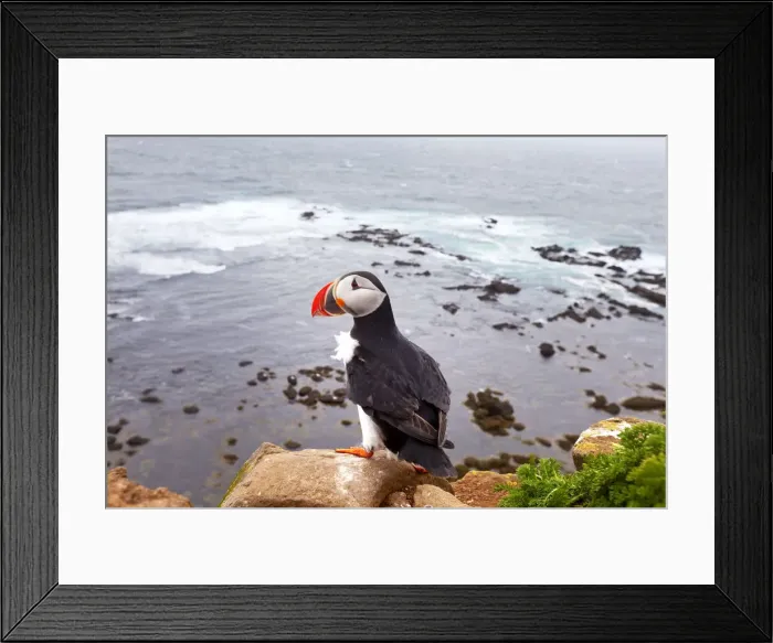 Framed Print : Puffin, Latrabjarg, Iceland Framed Print : Puffin, Latrabjarg, Iceland