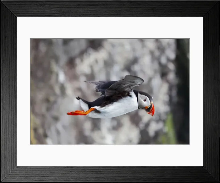 Framed Print : Puffin in Flight, Latrabjarg, Iceland Framed Print : Puffin in Flight, Latrabjarg, Iceland
