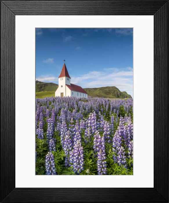 Framed Print : Vik i Myrdal, Southern Iceland. Fields of lupins in bloom and the town church Framed Print : Vik i Myrdal, Southern Iceland. Fields of lupins in bloom and the town church