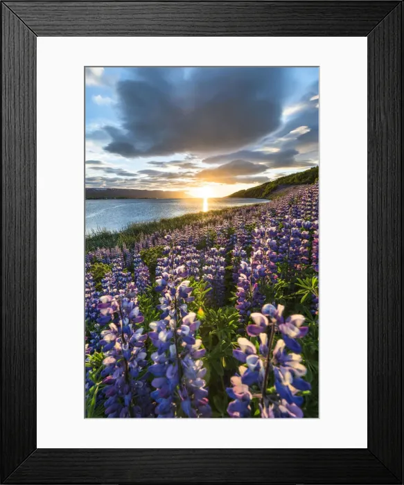 Framed Print : Akureyri, Northern Iceland. Fields of lupins and midnight sun Framed Print : Akureyri, Northern Iceland. Fields of lupins and midnight sun