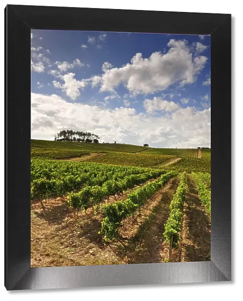 Vineyards of Quinta do Encontro at Bairrada wine region. Sao Lourenco do Bairro, Portugal