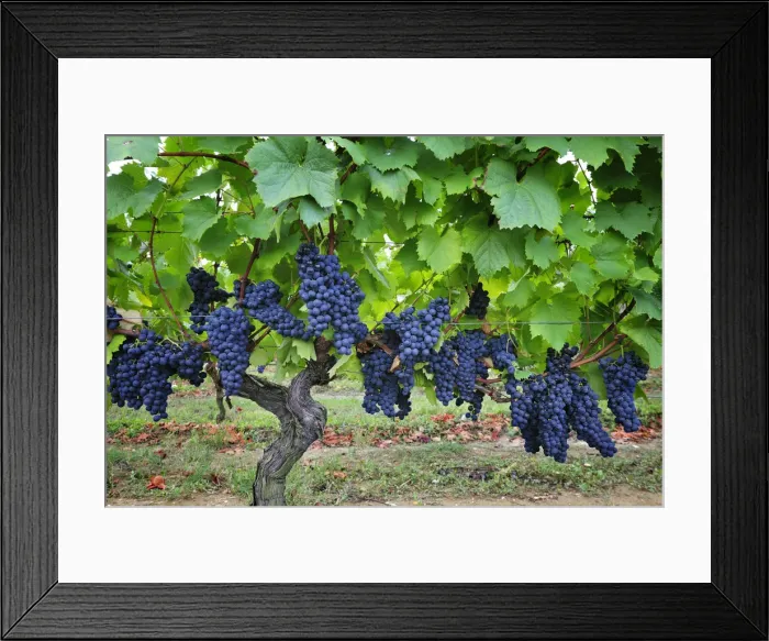 Framed Print : Baga, a traditional grape variety from Bairrada wine region. Sao Lourenco do Bairro