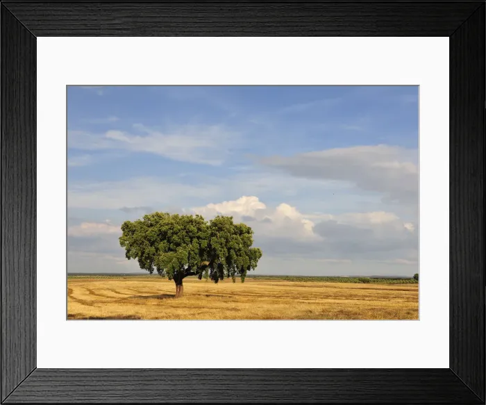 Framed Print : Cork tree in Avis, Alentejo. Portugal Framed Print : Cork tree in Avis, Alentejo. Portugal