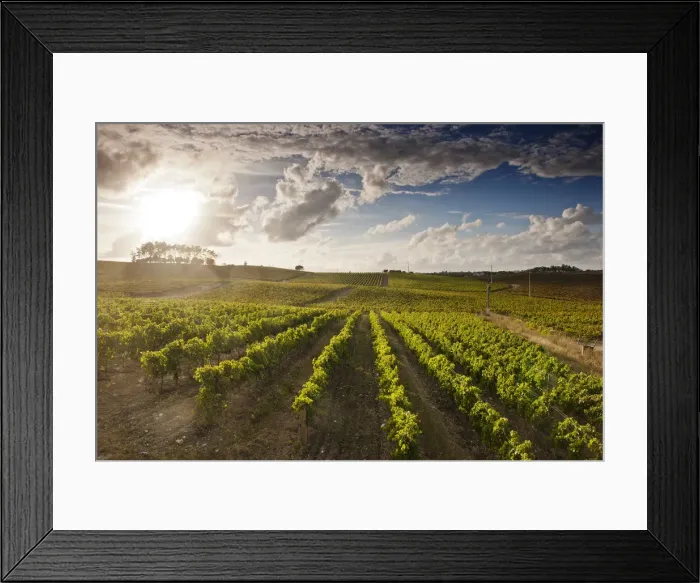 Framed Print : Vineyards of Quinta do Encontro at Bairrada wine region. Sao Lourenco do Bairro, Portugal Framed Print : Vineyards of Quinta do Encontro at Bairrada wine region. Sao Lourenco do Bairro, Portugal