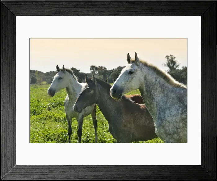 Framed Print : Lusitano portuguese horses in Rio Frio. A purebreed of Portugal Framed Print : Lusitano portuguese horses in Rio Frio. A purebreed of Portugal