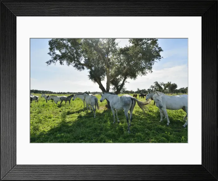 Framed Print : Lusitano portuguese horses in Rio Frio. A purebreed of Portugal Framed Print : Lusitano portuguese horses in Rio Frio. A purebreed of Portugal