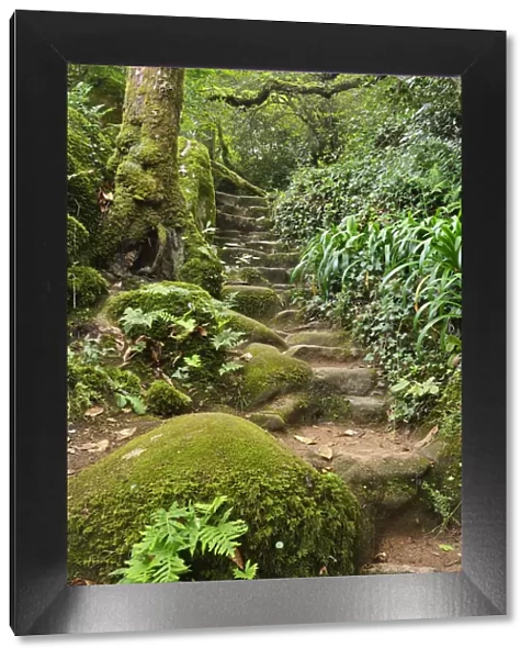 An old footpath in the Forest of the Convent of the Capuchos, in the middle of the