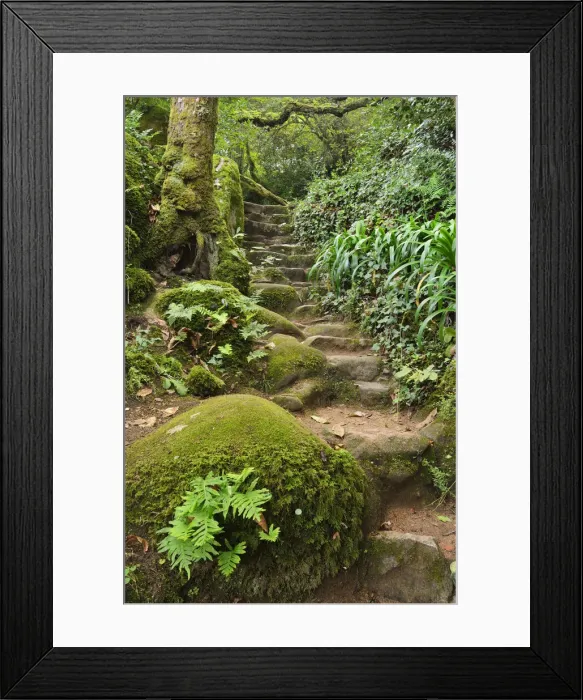 Framed Print : An old footpath in the Forest of the Convent of the Capuchos, in the middle of Framed Print : An old footpath in the Forest of the Convent of the Capuchos, in the middle of