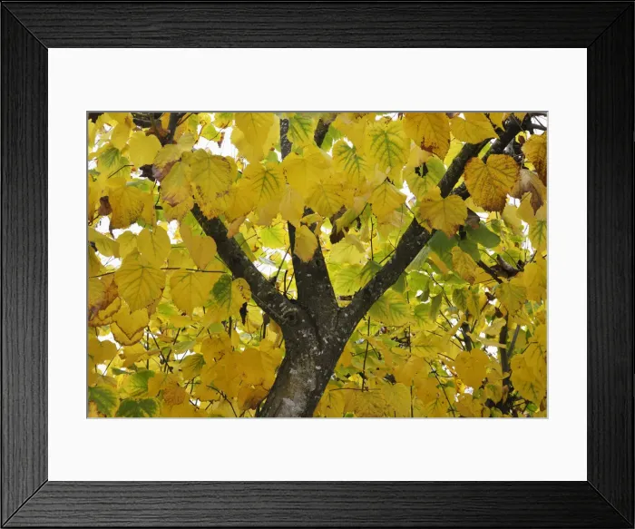 Framed Print : Autumn leaves. Lime tree in the Arrabida Natural Park, Portugal Framed Print : Autumn leaves. Lime tree in the Arrabida Natural Park, Portugal