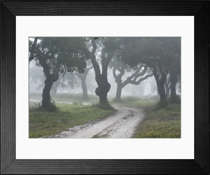 Framed Print : Cork trees in a misty morning. A forest in the Sado Estuary Nature Reserve. Portugal Framed Print : Cork trees in a misty morning. A forest in the Sado Estuary Nature Reserve. Portugal