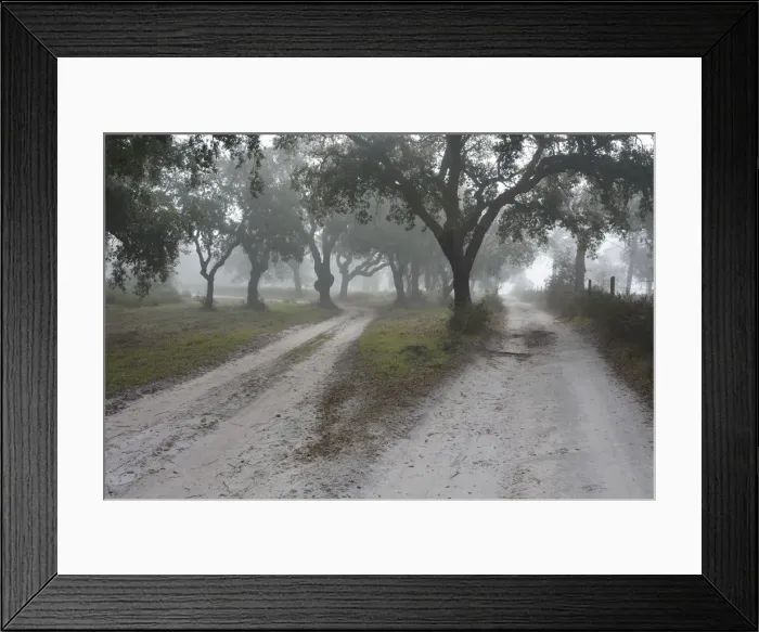 Framed Print : Cork trees in a misty morning. A forest in the Sado Estuary Nature Reserve. Portugal Framed Print : Cork trees in a misty morning. A forest in the Sado Estuary Nature Reserve. Portugal