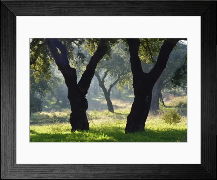 Framed Print : Cork trees in a foggy day. Arrabida Natural Park. Portugal Framed Print : Cork trees in a foggy day. Arrabida Natural Park. Portugal