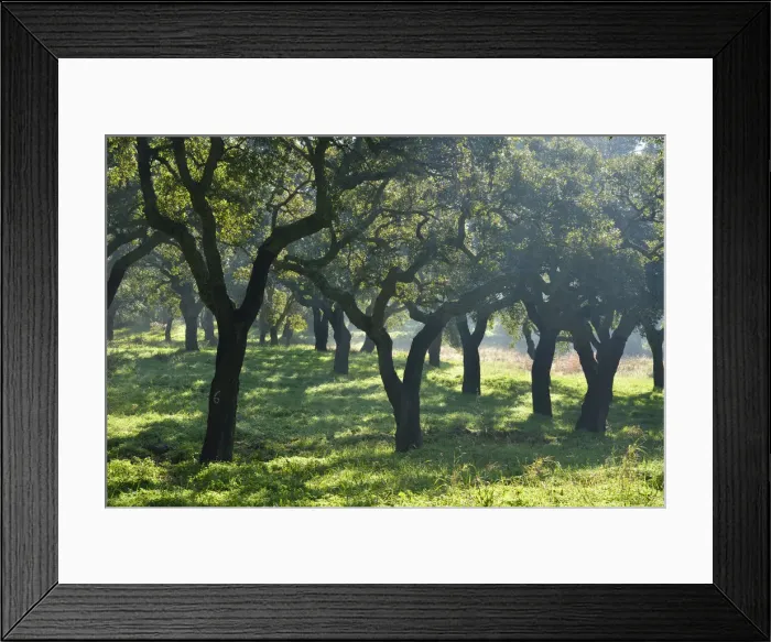Framed Print : Cork trees in a foggy day. Arrabida Natural Park. Portugal
