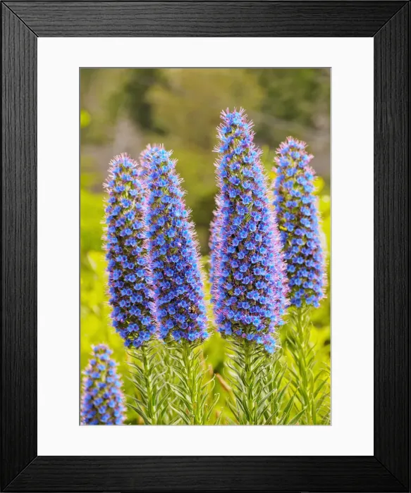 Framed Print : Portugal, Madeira, Funchal, Echium candicans known as Pride Of Madeira in Parque Ecologico Framed Print : Portugal, Madeira, Funchal, Echium candicans known as Pride Of Madeira in Parque Ecologico