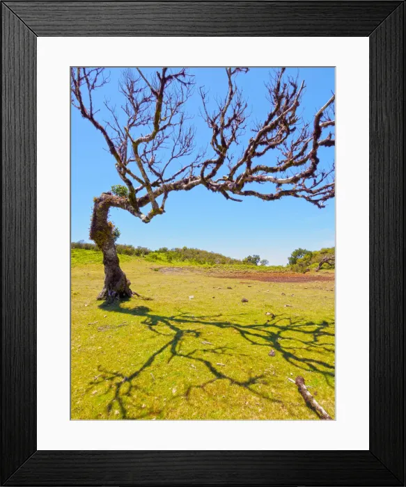 Framed Print : Portugal, Madeira, Paul da Serra, Fanal, Laurissilva Tree on the green field of Fanal Framed Print : Portugal, Madeira, Paul da Serra, Fanal, Laurissilva Tree on the green field of Fanal