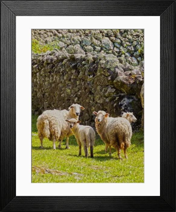 Framed Print : Portugal, Azores, Flores, Faja Grande, Sheeps on the trail near Faja Grande Framed Print : Portugal, Azores, Flores, Faja Grande, Sheeps on the trail near Faja Grande