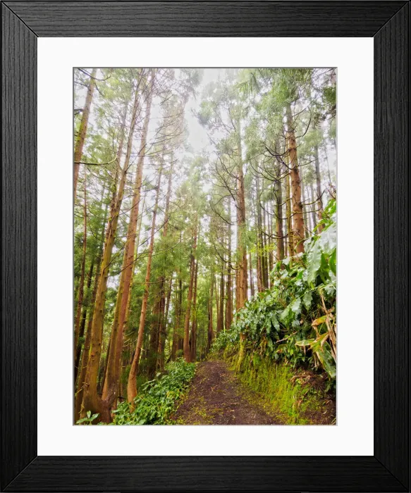 Framed Print : Portugal, Azores, Santa Maria, Pine Forest on the hillside of Pico Alto Framed Print : Portugal, Azores, Santa Maria, Pine Forest on the hillside of Pico Alto