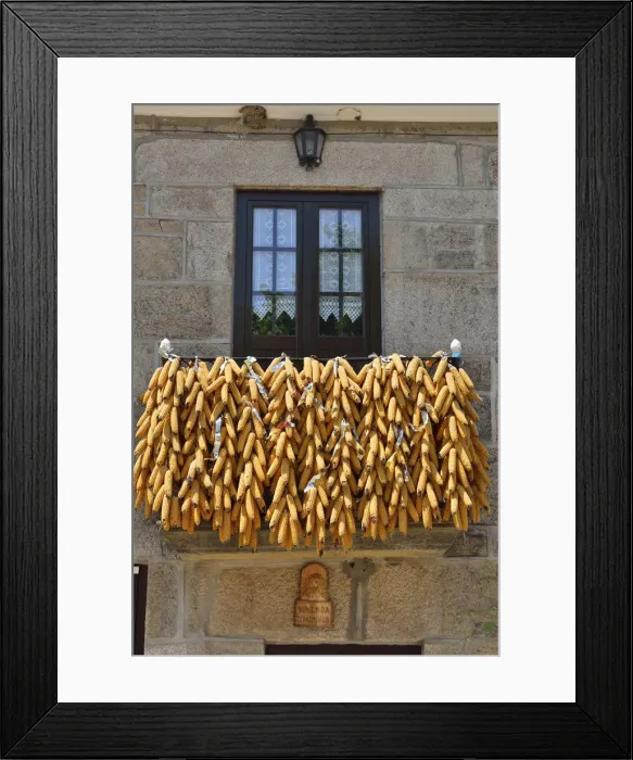 Framed Print : Corn presented during the festivities of Tourem. Peneda Geres National Park, Portugal Framed Print : Corn presented during the festivities of Tourem. Peneda Geres National Park, Portugal