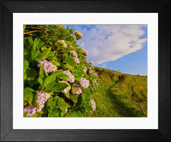 Framed Print : Portugal, Azores, Flores, Hortensias on the path between Mosteiro and Lajedo villages Framed Print : Portugal, Azores, Flores, Hortensias on the path between Mosteiro and Lajedo villages