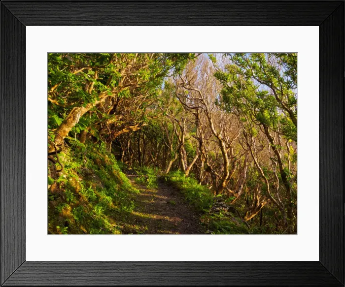 Framed Print : Portugal, Azores, Flores, Old Trail between Mosteiro and Lajedo Framed Print : Portugal, Azores, Flores, Old Trail between Mosteiro and Lajedo