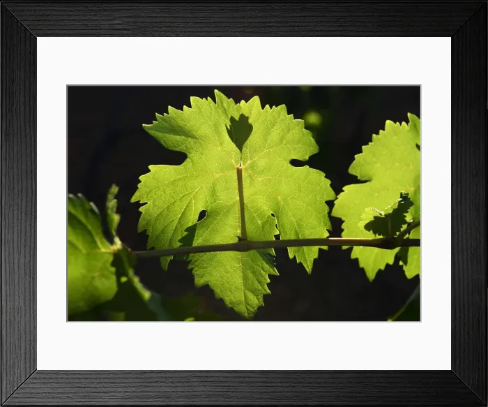 Framed Print : Grapevines in Alentejo, Portugal Framed Print : Grapevines in Alentejo, Portugal