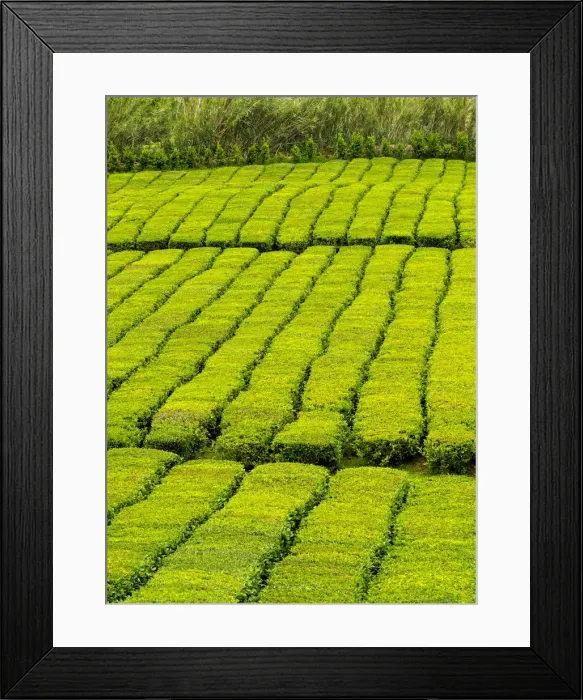 Framed Print : Portugal, Azores, Sao Miguel, municipality of Ribeira Grande, Porto Formoso, view Framed Print : Portugal, Azores, Sao Miguel, municipality of Ribeira Grande, Porto Formoso, view