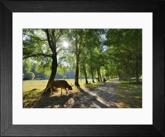 Framed Print : Walking along the shadow of birch trees. Peneda Geres National Park. Portugal (MR) Framed Print : Walking along the shadow of birch trees. Peneda Geres National Park. Portugal (MR)