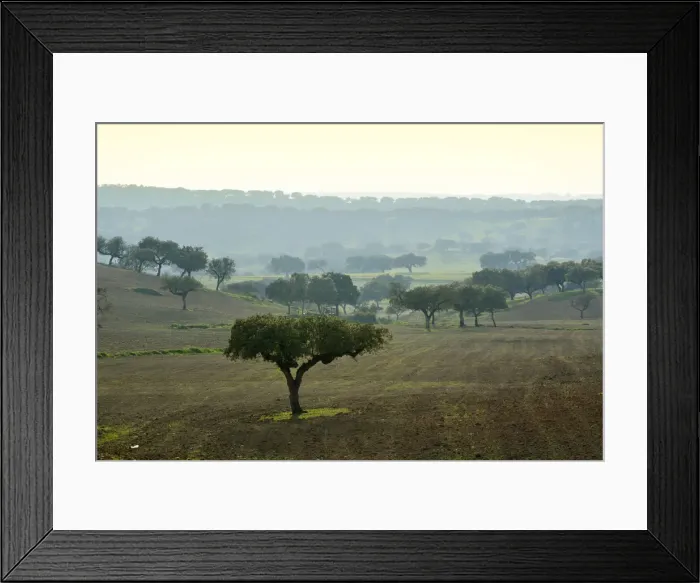 Framed Print : Holm oaks. Monforte, Alentejo. Portugal Framed Print : Holm oaks. Monforte, Alentejo. Portugal