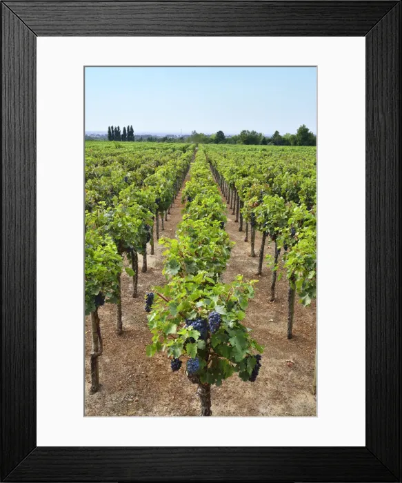 Framed Print : Vineyards at Quinta da Bacalhoa. Azeitao, Portugal Framed Print : Vineyards at Quinta da Bacalhoa. Azeitao, Portugal