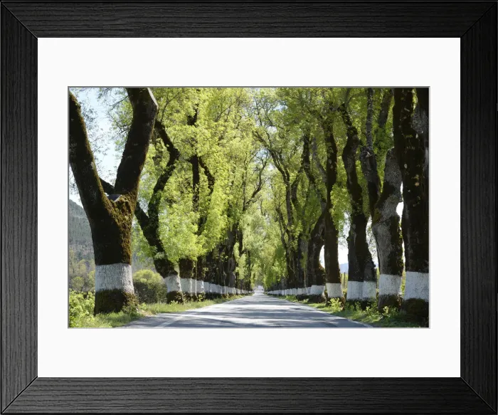 Framed Print : Tree lined road, Marvao, Portugal Framed Print : Tree lined road, Marvao, Portugal