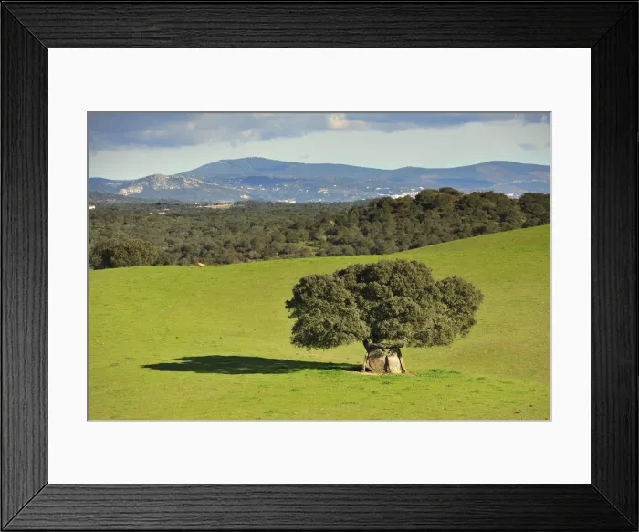 Framed Print : Dolmen and cork tree at Portalegre. Alentejo, Portugal Framed Print : Dolmen and cork tree at Portalegre. Alentejo, Portugal