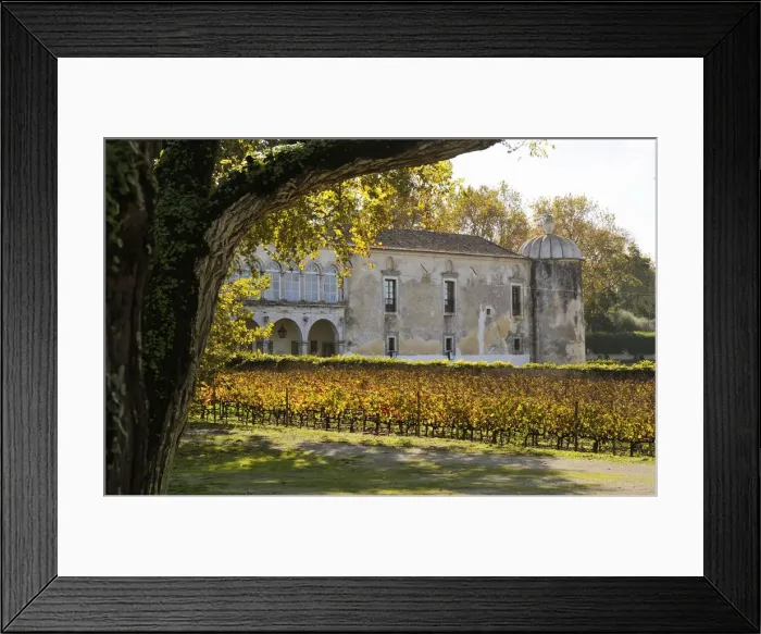 Framed Print : Vineyards of the Quinta da Bacalhoa estate, that dates back to the XV century. Azeitao Framed Print : Vineyards of the Quinta da Bacalhoa estate, that dates back to the XV century. Azeitao